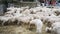 Sheep farm, herd outside bio organic wool farming