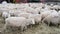 Sheep farm, herd outside bio organic wool farming