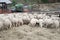 Sheep farm, herd outside bio organic yard farming