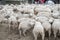 Sheep farm, herd outside bio organic yard farming