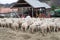 Sheep farm, herd outside bio organic yard farming