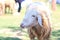 Sheep in farm,lamb