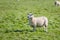 Sheep in farm, outdoor countryside in Newbury, Berkshire, United Kingdom