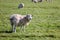 Sheep in farm, outdoor countryside in Newbury, Berkshire, United Kingdom