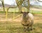 A sheep in a farm paddock.