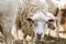 Sheep on the farm. Portrait of cute sheep in herd looking at camera