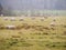 Sheep farm in Scotland