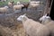 Sheep Farm, Washington state