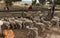 Sheep farm. Young lambs before and after having their tails docked.