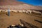 Sheep farmer in the Argentina Desert