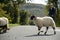 Sheep and farmer crossing the road
