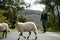 Sheep and farmer crossing the road in Lake District