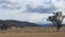 Sheep Farming Agriculture Rural Landscape Australia