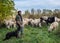 Sheep-farming in the Bergamasca plain