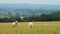 Sheep farming on a farm, with flock of sheep grazing and eating grass in field in the rural countrys