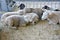 Sheep farming. Flock of sheeps on the farm.