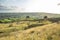 Sheep on Farming Hills in Full Sunlight