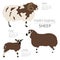 Sheep farming infographic template. Ram, ewe, lamb family