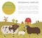 Sheep farming infographic template. Ram, ewe, lamb family