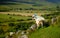 Sheep farming Ireland