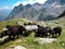 Sheep farming on the mountain pasture