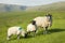 Sheep farming in Peak District, Derbyshire, UK