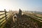 Sheep farming in Romania, new born Lamb at shepherd house, sustainable farming in Transylvania