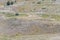 Sheep farming on Terminillo barren slopes, near Rieti, Italy