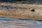 Sheep farming in Tibet