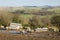 Sheep farming on a UK farm in Shropshire