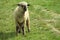 Sheep on the farmland green grass