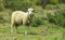 Sheep at farmland green grass