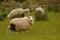 Sheep, farmland New Zealand, Scotland, Australia, Norway, agriculture farm