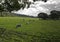 Sheep on farmland, Wirral, England.