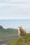 Sheep, Faroe island
