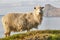 Sheep on Faroe islands cliffs. Coastline landscape at sunset