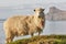 Sheep on Faroe islands cliffs. Coastline landscape at sunset