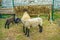 Sheep Feeder