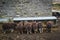 Sheep at a feeder near to Ribblehead Viaduct in the Yorkshire Dales