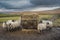 Sheep at a feeder at  Ribblehead Viaduct in the Yorkshire Dales