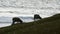 Sheep feeding in the Falkland Islands.