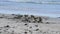 Sheep feeding in the Falkland Islands.