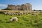 Sheep feeding in front of Temple E, Selinunte.