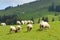 Sheep feeding grass in Appenzell Switzerland