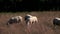 Sheep feeding on grass in a field