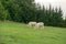 Sheep feeding on the grass on the pasture or meadow.