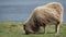 Sheep feeding in the grassland, slow motion