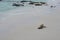 Sheep feeding on kelp on a sandy beach