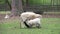 Sheep feeding little sheep in the park