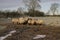 Sheep feeding in a muddy field